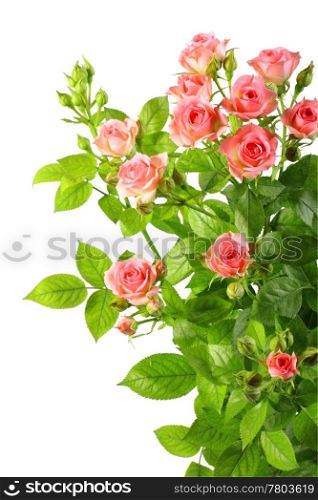 Bush with pink roses and green leafes isolated on white background. Close-up. Studio photography.