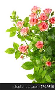 Bush with pink roses and green leafes isolated on white background. Close-up. Studio photography.