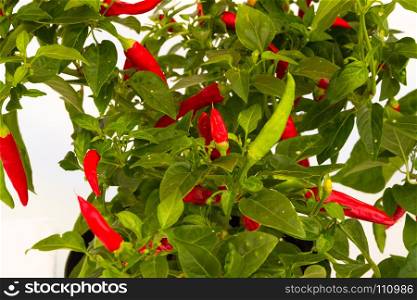 Bush with red chillies growing on it.