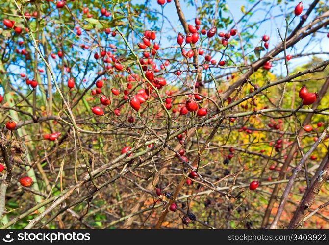 Bush with red hips like the september nature background
