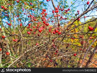 Bush with red hips like the september nature background