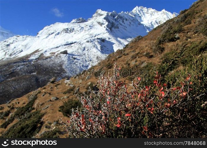 Bush with red leaves and mount Manaslu in nepal