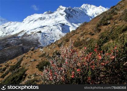 Bush with red leaves and mount Manaslu in nepal