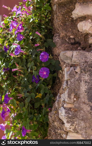 bush with violet flowers on wall in sunny summer day