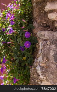 bush with violet flowers on wall in sunny summer day