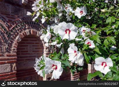 Bush with white flowers closeup near church.