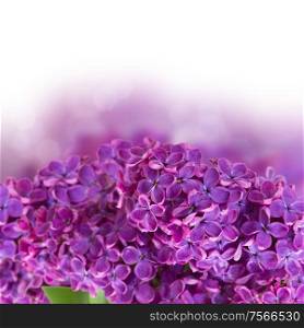 Bush with with lilac flowers close up isolated on white background. Bush with lilac flowers close up