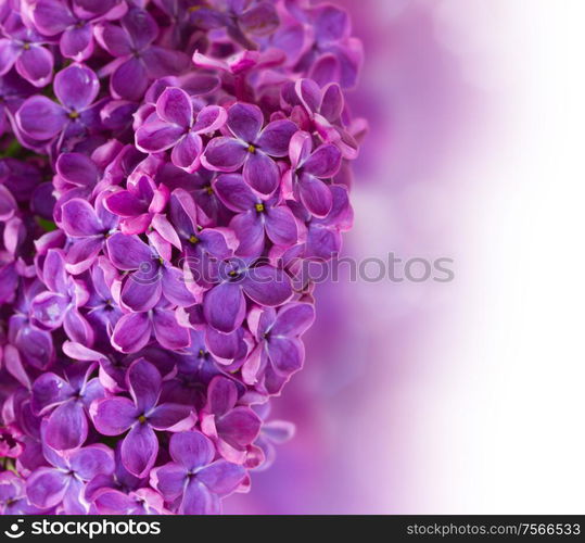 Bush with with lilac flowers close up isolated on white background. Bush with lilac flowers close up