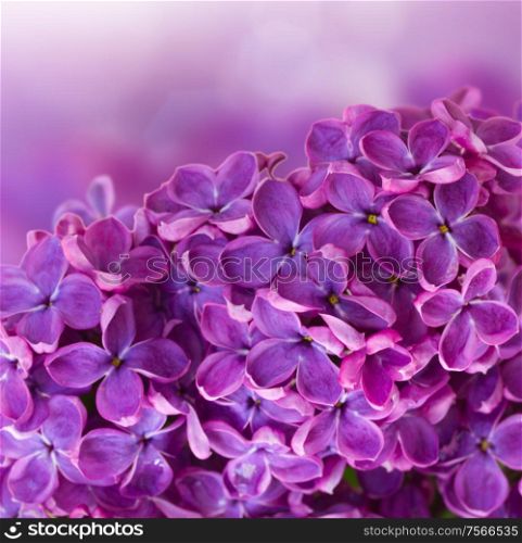 Bush with with lilac flowers close up isolated on white background. Bush with lilac flowers close up