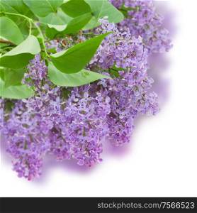 Bush with with lilac flowers isolated on white background. Bush with with lilac flowers
