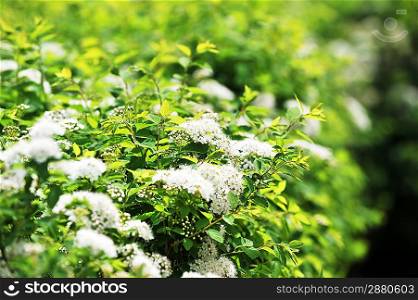 bushes blooming white spiraea in garden