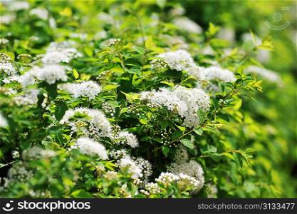 bushes blooming white spiraea in garden