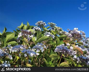 bushes Hydrangea Aspera (Macrophylla) hortensia flowers blue sky background