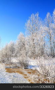 bushes in snow on coast river