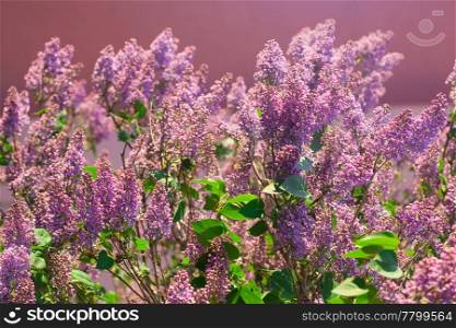 bushes of a blooming spring lilac