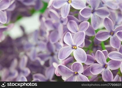 bushes of a blooming spring lilac