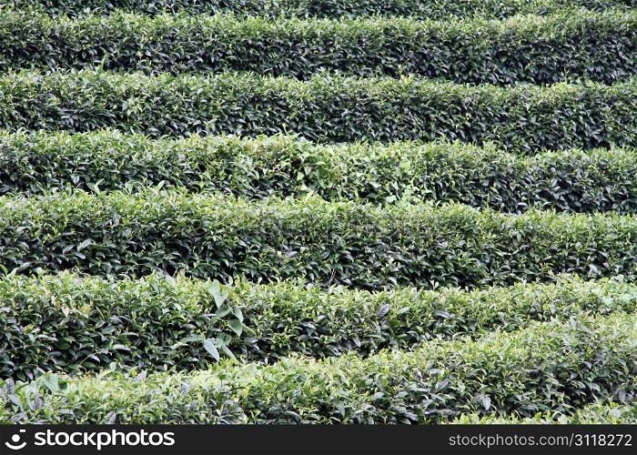 Bushes on the tea plantation near Yanshuo, Cghina