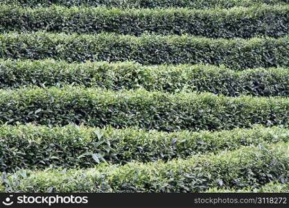 Bushes on the tea plantation near Yanshuo, Cghina
