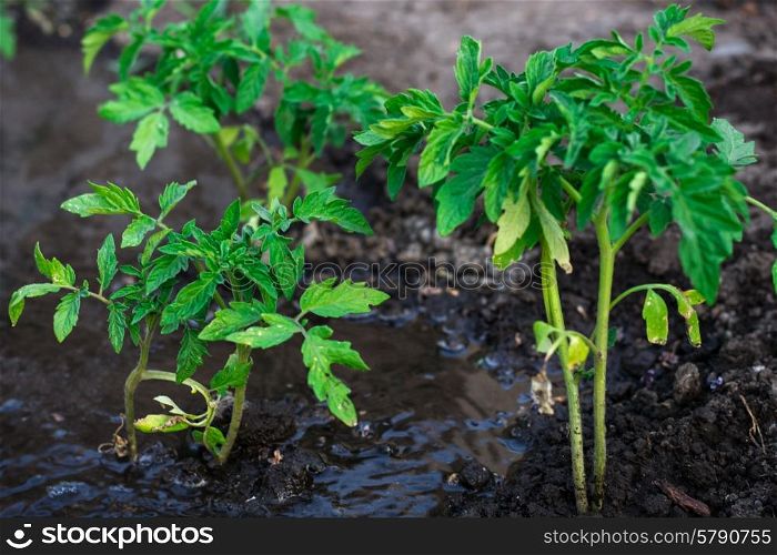 bushes planted tomato prepayment running water. bushes planted tomato prepayment running water.Selective focus