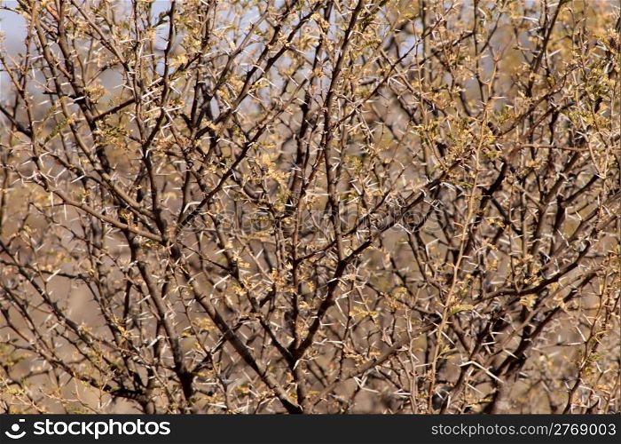 Bushveld Thorn Bush Branches with Large White Thorns