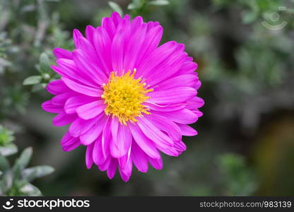 Bushy Aster (Aster dumosus), close up of the flower head