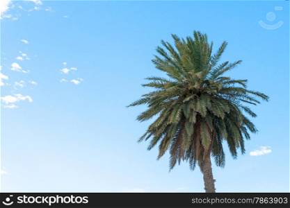 Bushy Green Palm Tree with Blue Sky