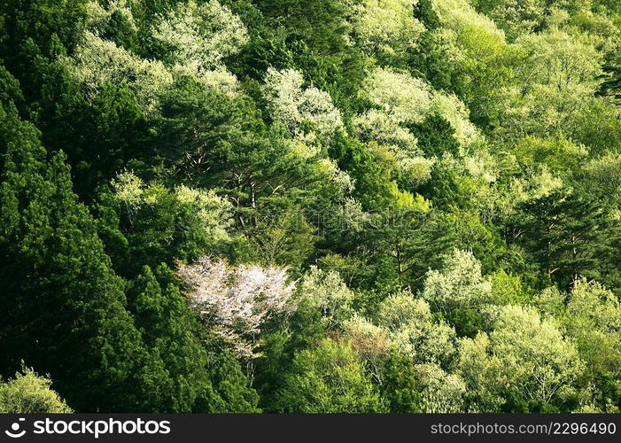 Bushy scene