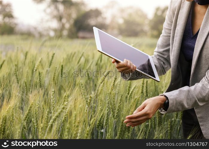 Business analysis using tablet computer analysis data development with visual icon in barley field nursery farm, smart farming, digital technology, agricultural innovation concept.