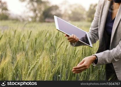 Business analysis using tablet computer analysis data development with visual icon in barley field nursery farm, smart farming, digital technology, agricultural innovation concept.