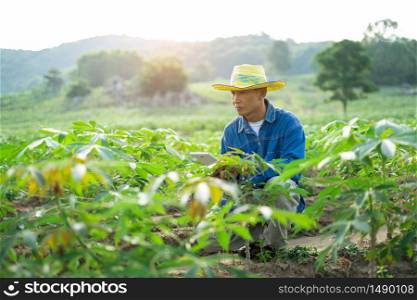 Businessman farmer holding tablet standing in cassava field. Smart farmer concept.