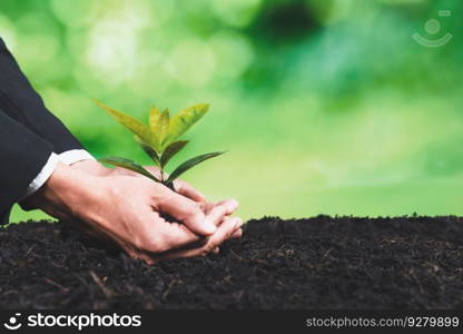 Businessman hold young seedling on fertile soil for eco forest regeneration. Eco Corporate policy for environmental awareness and sustainable future, saving planet by reducing carbon footprint. Alter. Businessman hold young seedling on fertile soil for forest regeneration. Alter