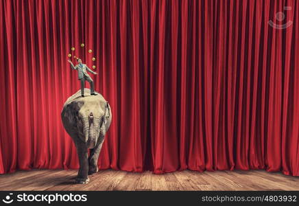 Businessman juggling with balls. Young businessman in cap standing on elephant and juggling with balls