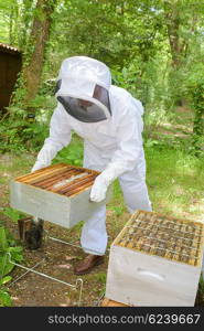 busy beekeeper