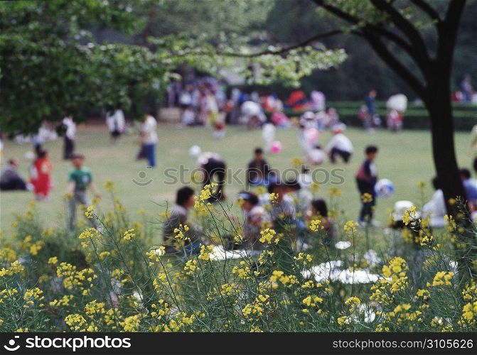 busy park in summer