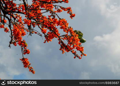 Butea monosperma in blue sky