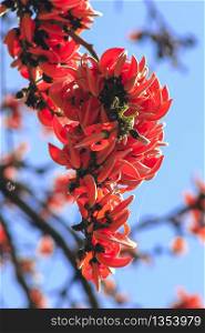 Butea monosperma is a medium-sized tree. The flowers are both orange and yellow.