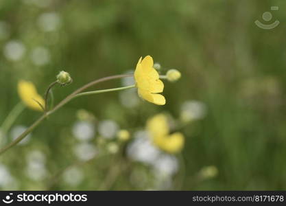 buttercup flower yellow flower