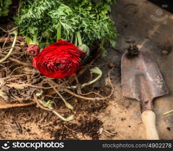 buttercup flowers gardening on rustic wooden table with scoop