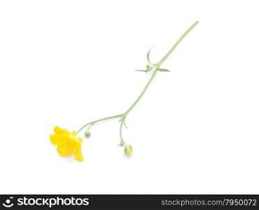 buttercup on a white background