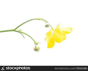 buttercup on a white background