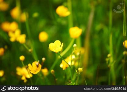 buttercup on green grass field
