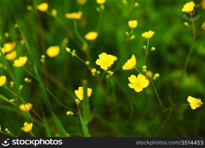 buttercup on green grass field