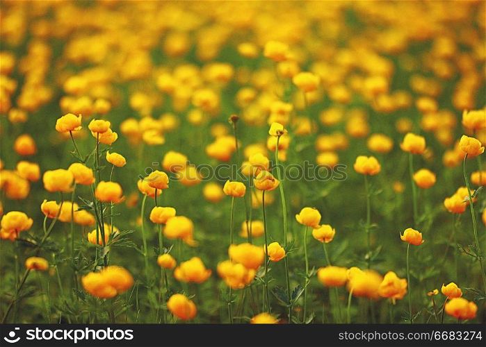 buttercup yellow flowers field