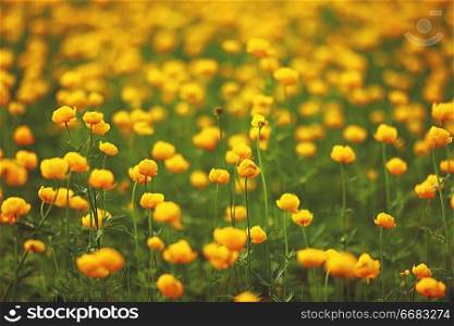 buttercup yellow flowers field