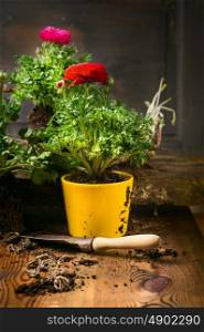 Buttercups potting with soil and scoop on rustic wooden background