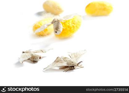 butterfiles of silk worm and yellow cocoon over white background