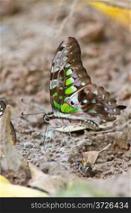 Butterflies are absorption minerals on the ground in forest