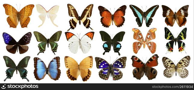 butterflies collection varied colorful butterfly rows isolated on white