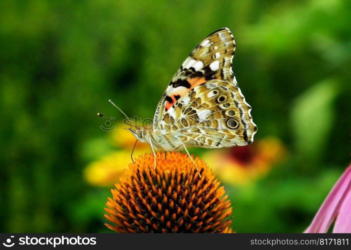 butterflies insects flowers