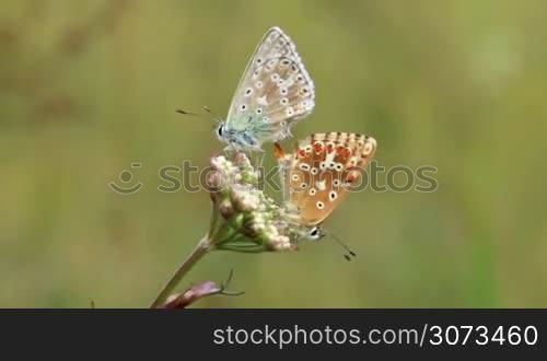 Butterflies Love (common blue)